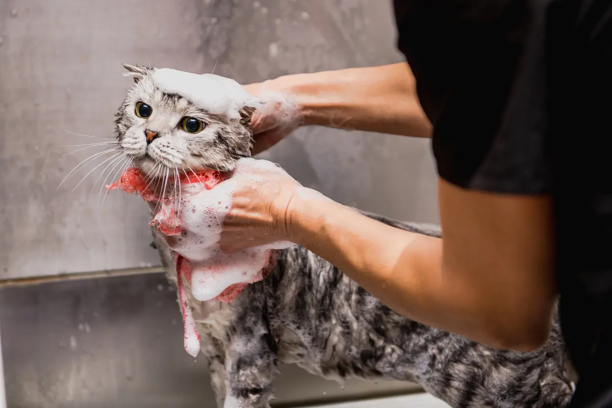 Trimming a cat's deals hair